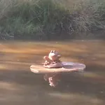 La Grenouillette Domek alpejski Mirwart