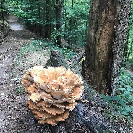 La Grenouillette *